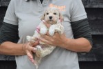 Maltipoo (reu) 85149