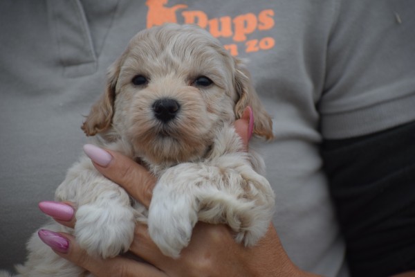 Maltipoo (reu) 85149