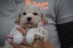 Maltipoo (reu) 85149