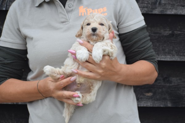 Maltipoo (reu) 85149