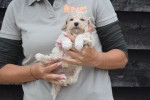 Maltipoo (reu) 85149