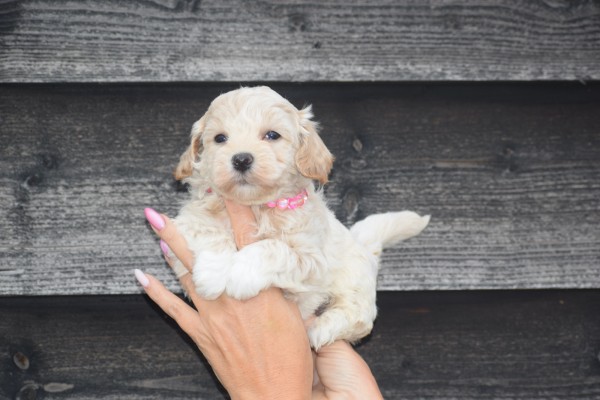 Maltipoo (reu) 85149