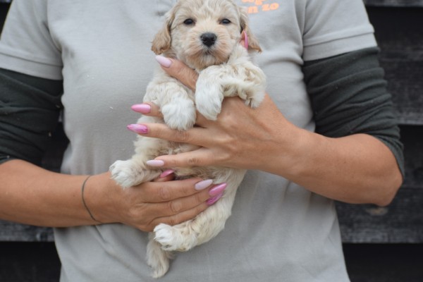 Maltipoo (reu) 85149