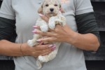 Maltipoo (reu) 85149