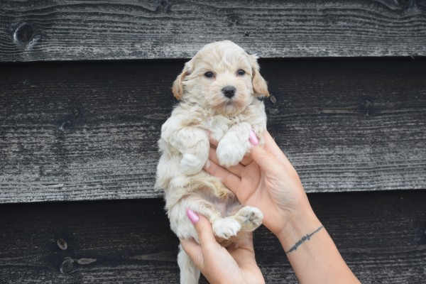 Maltipoo (reu) 85149
