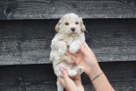 Maltipoo (reu) 85149