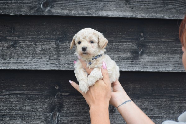 Maltipoo (reu) 84950