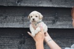 Maltipoo (reu) 84950