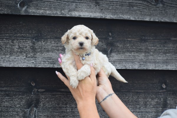 Maltipoo (reu) 84950