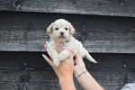 Maltipoo (reu) 84950