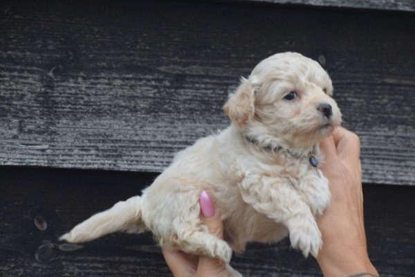 Maltipoo (reu) 84950