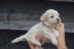Maltipoo (reu) 84950