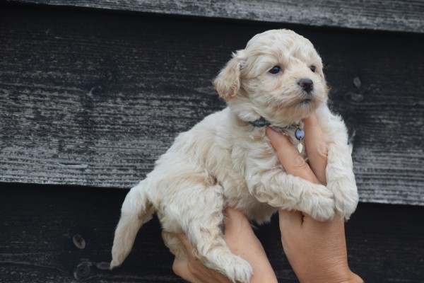 Maltipoo (reu) 84950