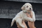 Maltipoo (reu) 84950