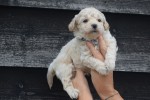 Maltipoo (reu) 84950