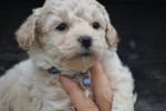 Maltipoo (reu) 84950