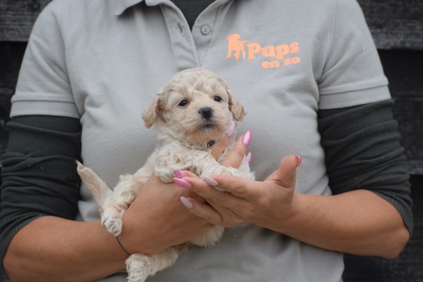 Maltipoo (reu) 84950
