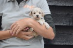 Maltipoo (reu) 84950