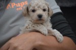 Maltipoo (reu) 84950