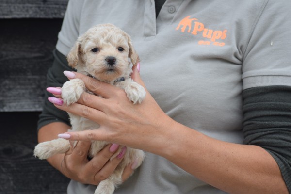Maltipoo (reu) 84950
