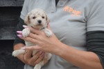 Maltipoo (reu) 84950