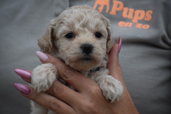 Maltipoo (reu) 84950