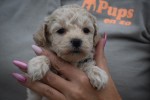 Maltipoo (reu) 84950