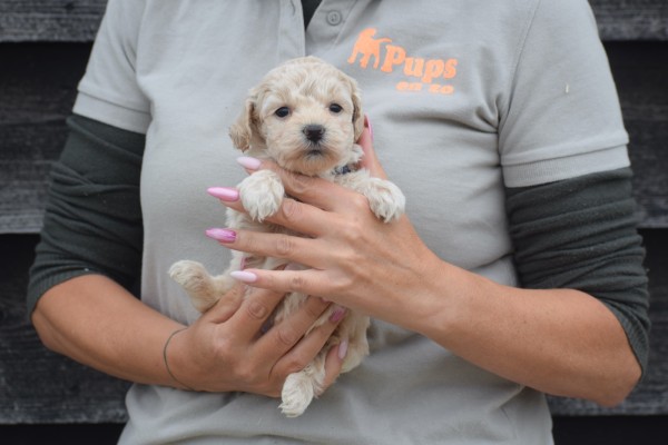 Maltipoo (reu) 84950