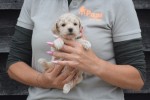 Maltipoo (reu) 84950