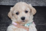 Maltipoo (teef) 88289