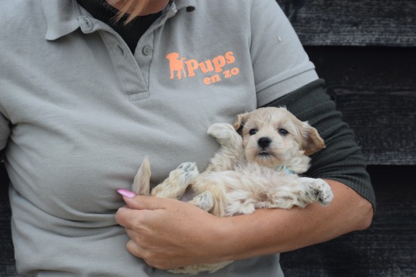 Maltipoo (teef) 88289