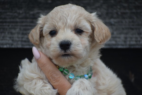 Maltipoo (teef) 88289