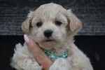 Maltipoo (teef) 88289