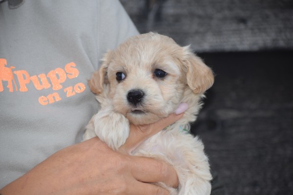 Maltipoo (teef) 88289