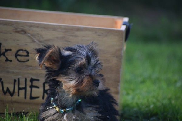 Yorkshire Terrier (reu) 49028