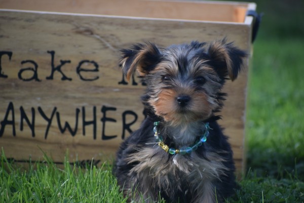 Yorkshire Terrier (reu) 49028
