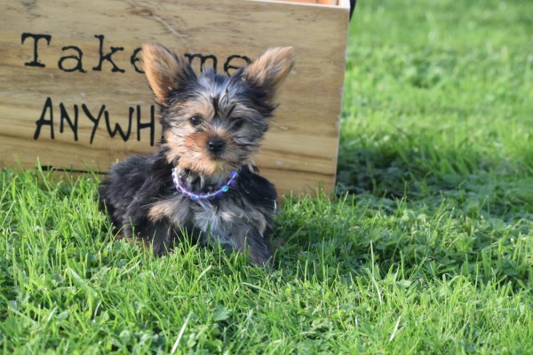 Yorkshire Terrier (reu) 65477