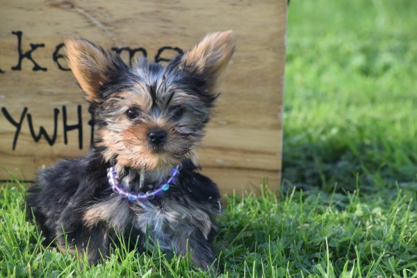 Yorkshire Terrier (reu) 65477