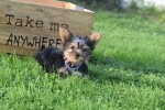 Yorkshire Terrier (reu) 65477