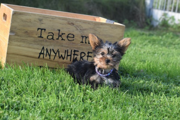 Yorkshire Terrier (reu) 65477