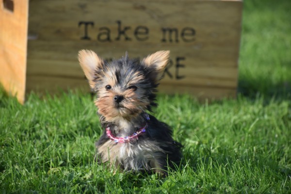 Yorkshire Terrier (teef) 48278