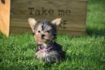 Yorkshire Terrier (teef) 48278