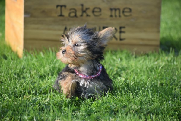 Yorkshire Terrier (teef) 48278