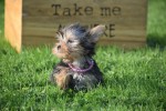 Yorkshire Terrier (teef) 48278
