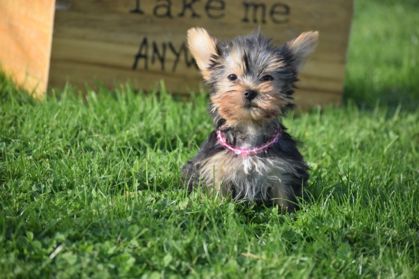 Yorkshire Terrier (teef) 48278
