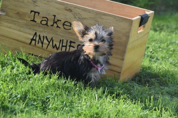 Yorkshire Terrier (teef) 48278