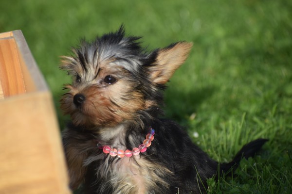 Yorkshire Terrier (teef) 48278