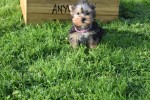 Yorkshire Terrier (teef) 48278