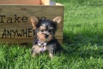 Yorkshire Terrier (teef) 66342