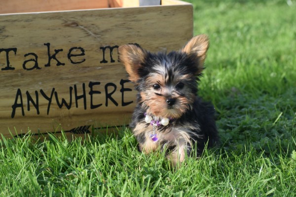 Yorkshire Terrier (teef) 66342